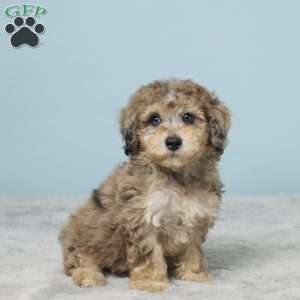Izzy, Miniature Poodle Puppy